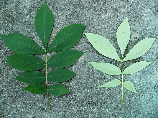 {Carya pallida}